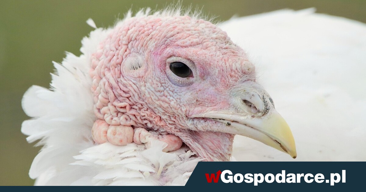 Ciężki cios w drobiarstwo: 50 tys. indyków do wybicia!