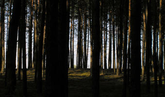 Niemcy masowo tną lasy. Z powodu kornika