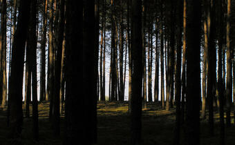Niemcy masowo tną lasy. Z powodu kornika