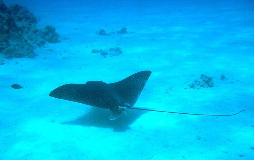 Zdjęcie ilustracyjne; Płaszczka / autor: Pixabay/momof2littlegirls