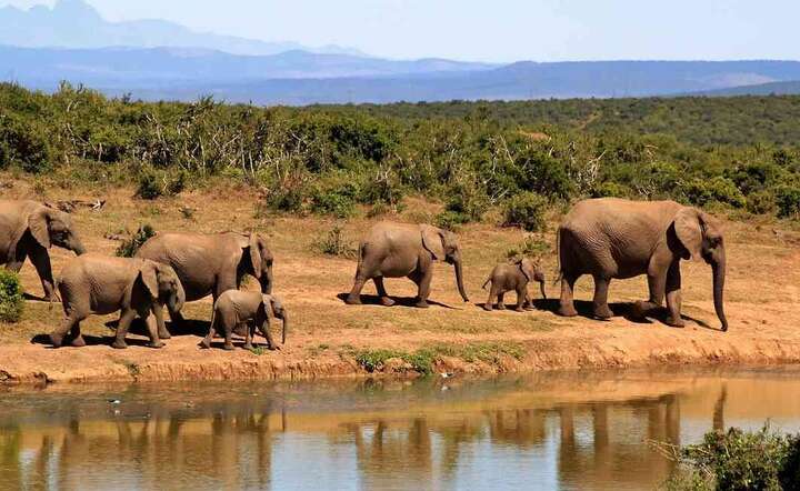 Słonie pełnią ważną rolę w ekosystemie / autor: Pixibay