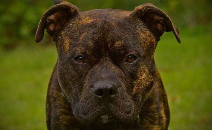 Zakaz posiadania psów American XL Bully w Wielkiej Brytanii nakręcił modę na agresywne rasy / autor: Pixabay