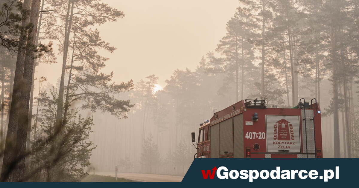 250 ha lasu w ogniu. W akcji gaśniczej zginął pilot