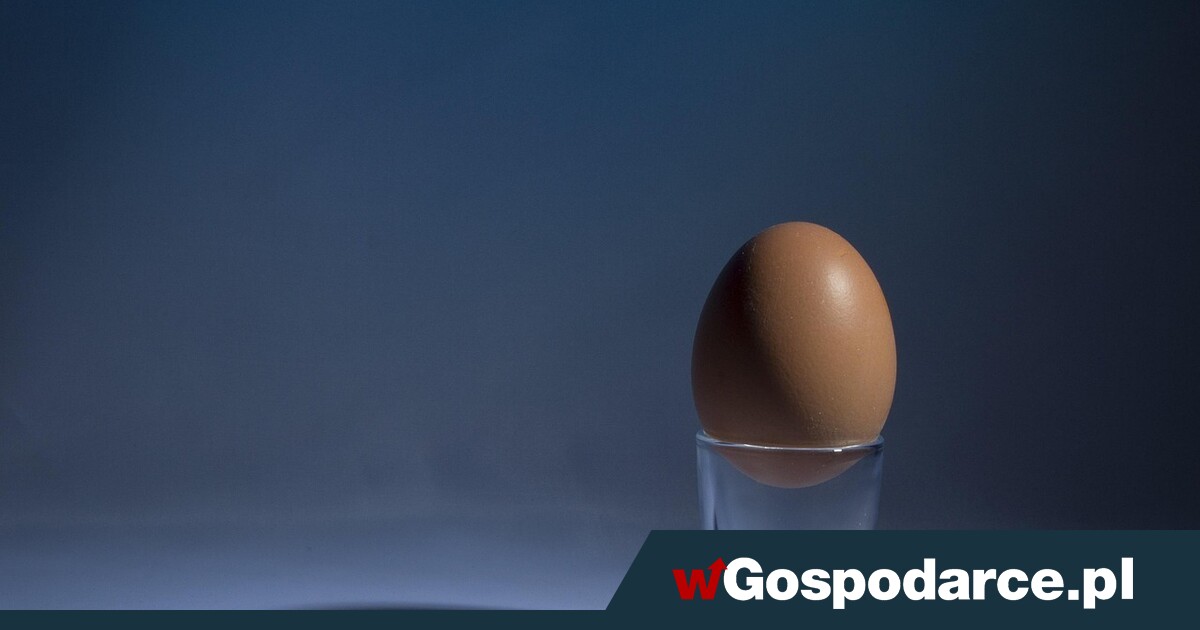 Zobacz, co kryje się w jajku
