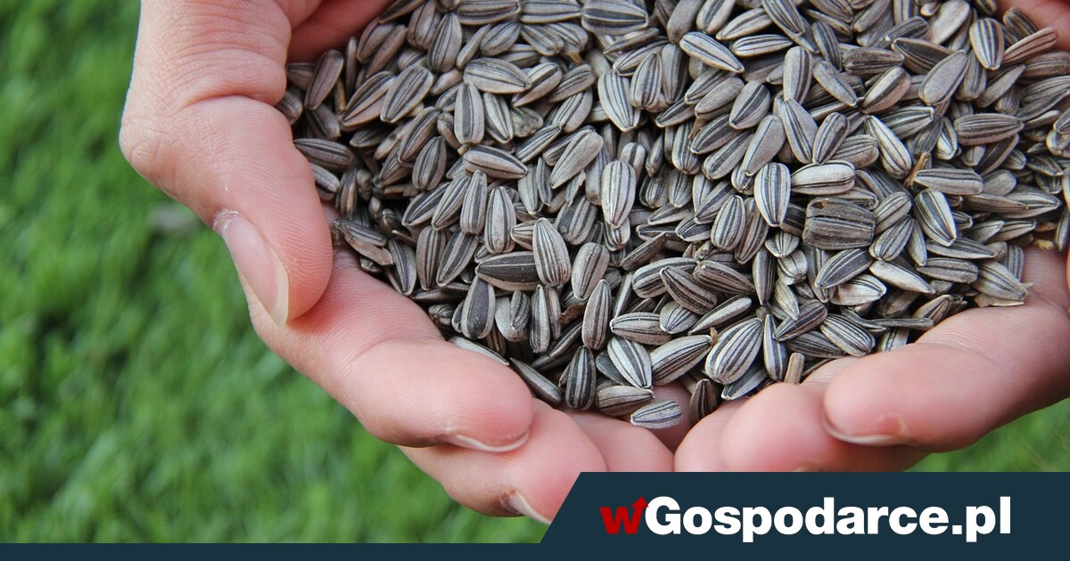Nowy „prezent” z Mercosur: skażone nasiona słonecznika