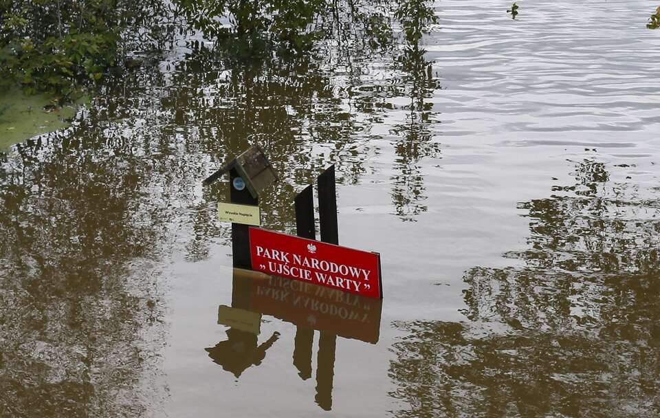 Wody Odry zalewające Park Narodowy „Ujście Warty” w Kostrzynie nad Odrą / autor: PAP/Lech Muszyński