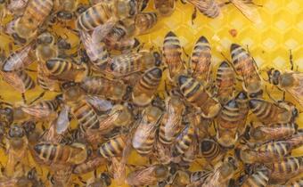 Pszczelarze pozywają rolników ws. oprysków trujących pszczoły