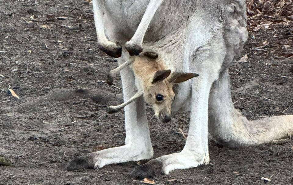 Baby boom w warszawskim ZOO! Na świat przyszło pięć kangurów / autor: FB/Warszawskie ZOO