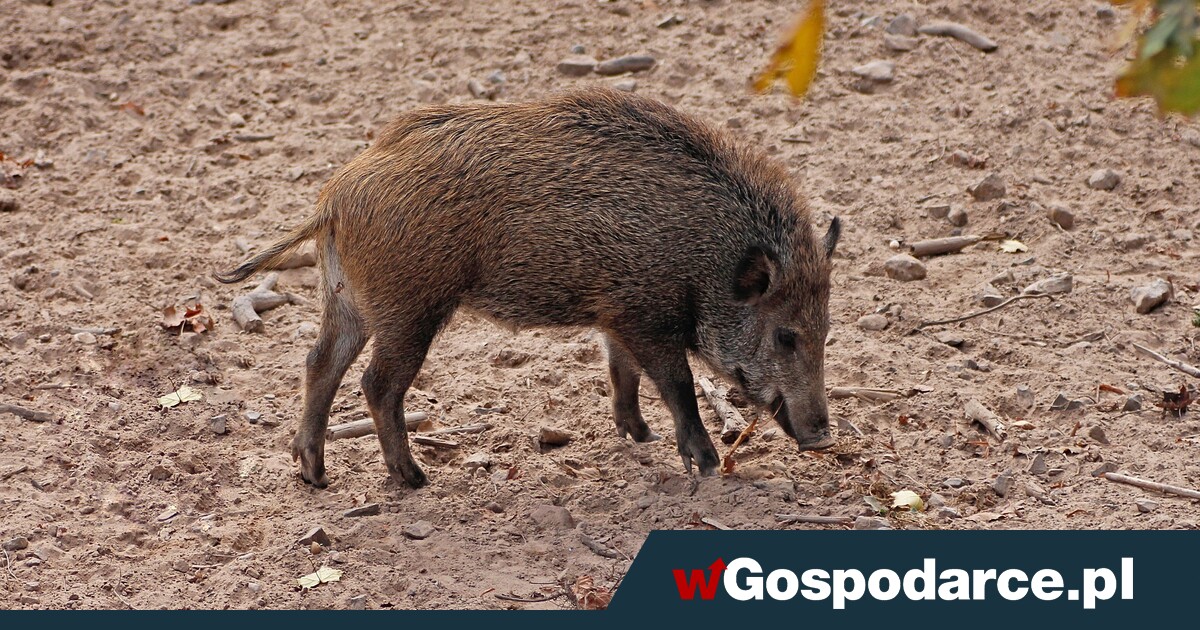 Tam będą częściej strzelać do dzików