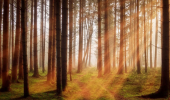 PKO BP: po wdrożeniu w UE Strategii Leśnej może spaść pozyskanie drewna w Polsce