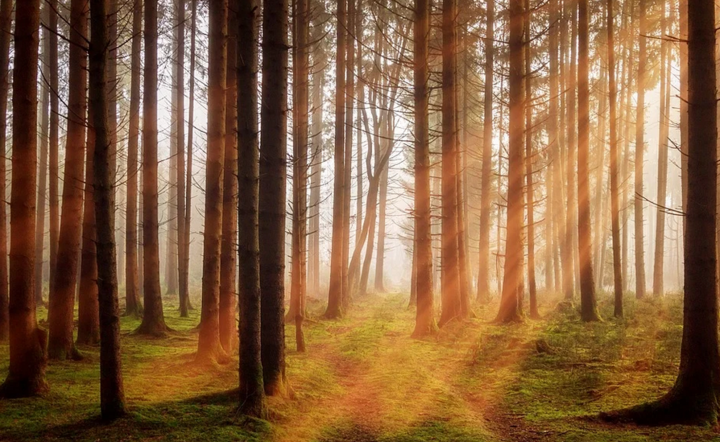 PKO BP: po wdrożeniu w UE Strategii Leśnej może spaść pozyskanie drewna w Polsce