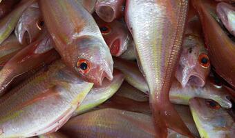 W. Brytania: rybołówstwo kością niezgody w rozmowach z UE