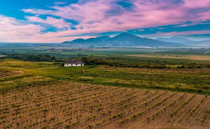 Tokaj produkowany jest w regionie winiarskim Tokaj-Hegyalja / autor: Pixabay