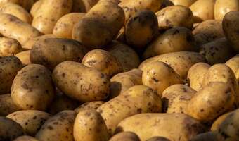 Szok! Zaopatrujemy Ukrainę w... ziemniaki