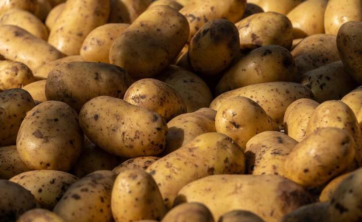 Na Ukrainę polscy producenci wyeksportowali w ub.r. ponad 123 tys. ton ziemniaków / autor: Pixabay