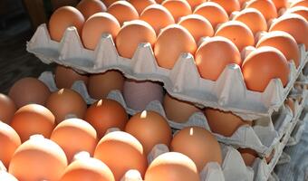 Skażone jaja wykryto w 15 krajach UE oraz w Szwajcarii i ... Hongkongu