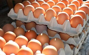 Skażone jaja wykryto w 15 krajach UE oraz w Szwajcarii i ... Hongkongu
