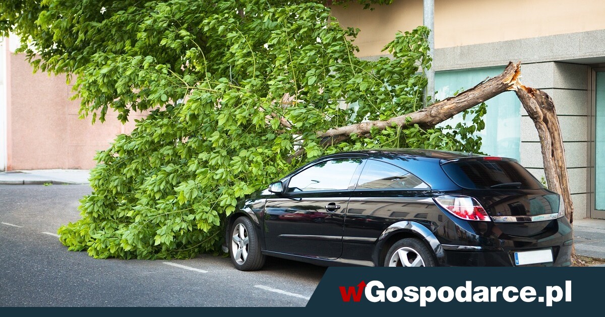 Konar wgniótł maskę? Sprawdź, jak sprytnie i niedrogo ubezpieczyć auto do niszczycielskiej siły żywiołów