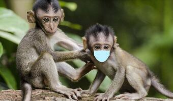 COVID-19: Małpy z pozytywną reakcją na chiński prototyp szczepionki