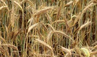 KOWR: Rekorodowe tegoroczne zbiory zbóż w Polsce