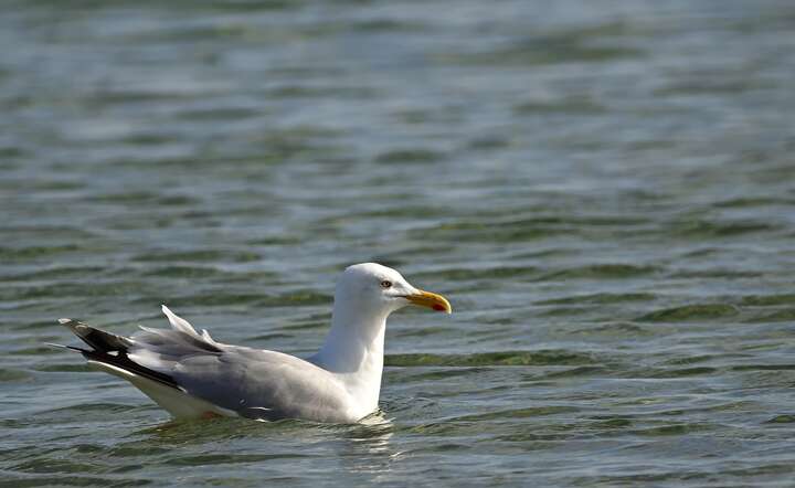 Wielkanoc 2026 / autor: Pixabay