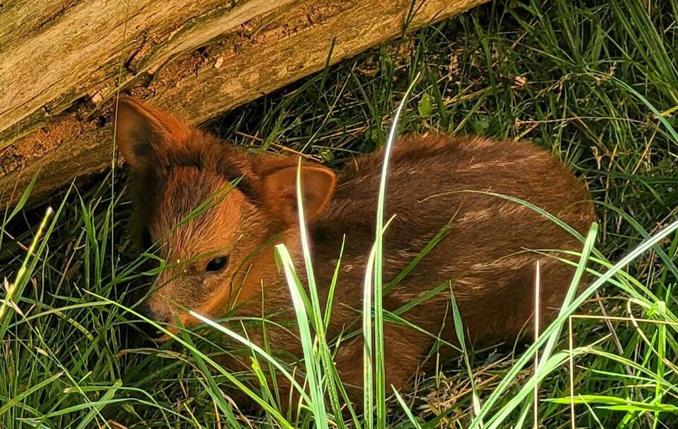 Samiczka pudu przyszła na świat 31 maja / autor: FB/Warszawskie ZOO