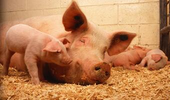 Koronawirus atakujący świnie może zarażać ludzi