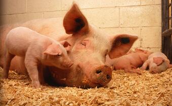Koronawirus atakujący świnie może zarażać ludzi