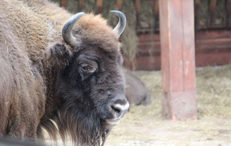 Żubr / autor: Fratria