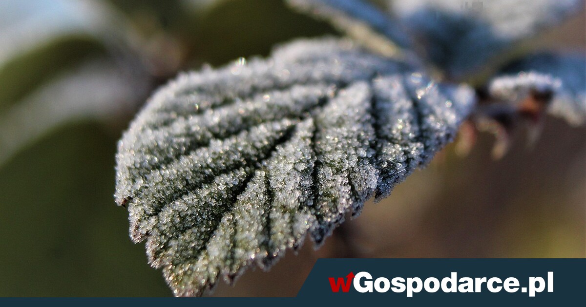 Groźny chłód. Czy będzie katastrofa w sadach?