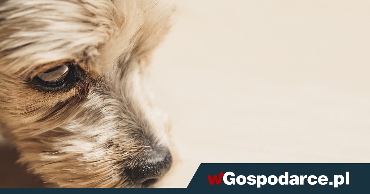 Obowiązkowy kurs dla opiekuna. "Za 40 euro"