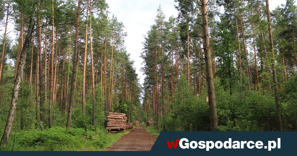Polskie lasy rosną, podczas gdy świat się wylesia