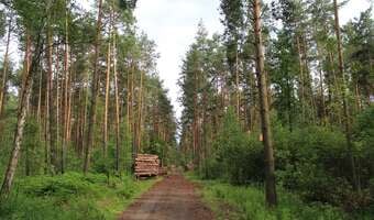 Polskie lasy rosną, podczas gdy świat się wylesia