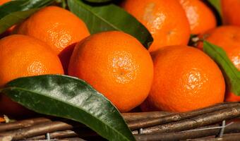Jak rozpoznać słodkie mandarynki?