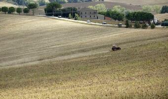 UBS: Zbiory pszenicy i kukurydzy spadną o połowę