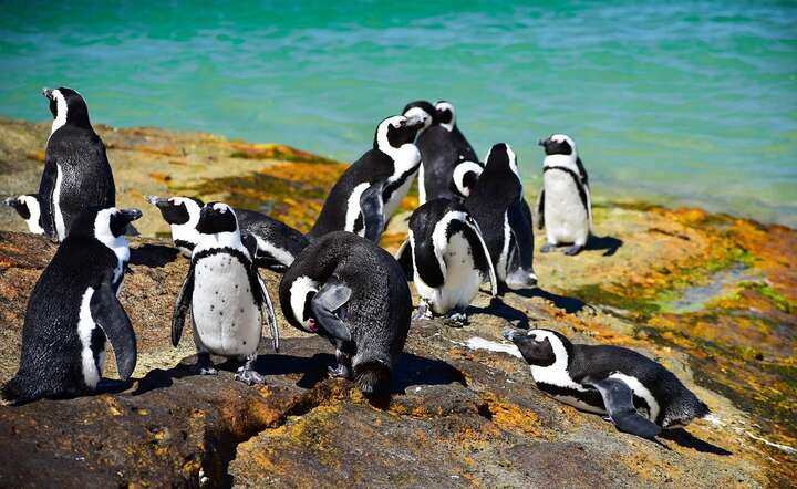 Pingwiny przylądkowe  są zagrożone wyginięciem / autor: Fot. Pixabay
