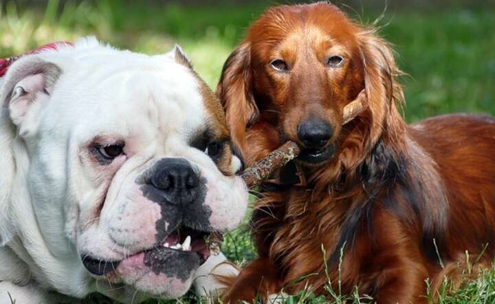 Te dwa psy są równie urocze, ale szanse na długie życie maja nierówne / autor: Pixabay