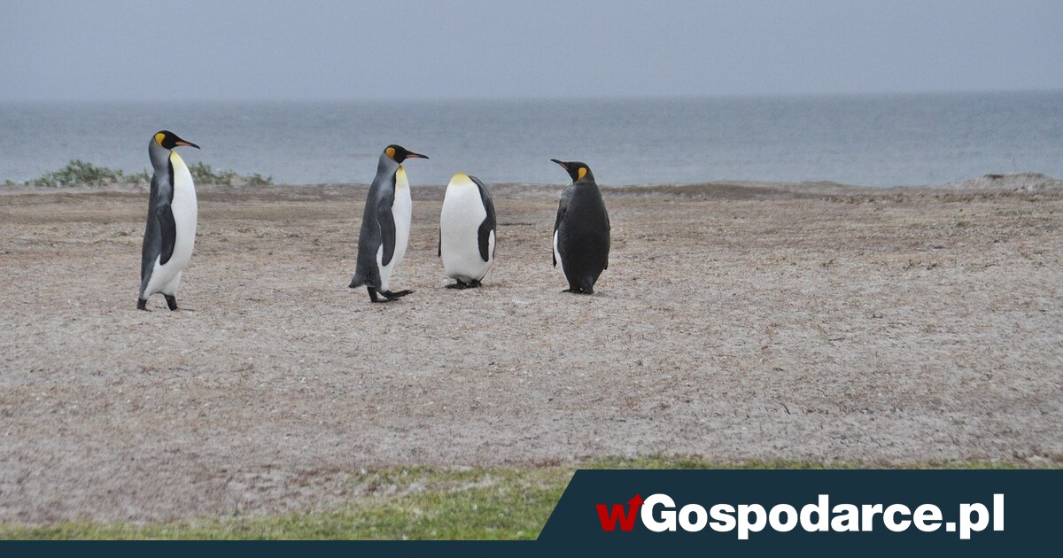 Falklandy. „Umowa z Wlk. Brytanią wspiera okupację terytorium”