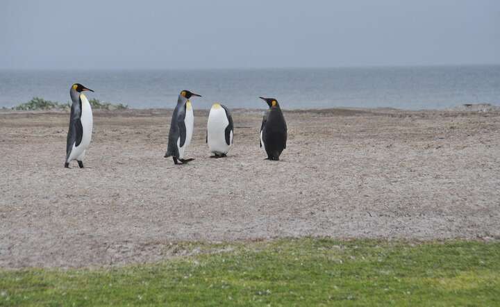 Falklandy / autor: Pixabay