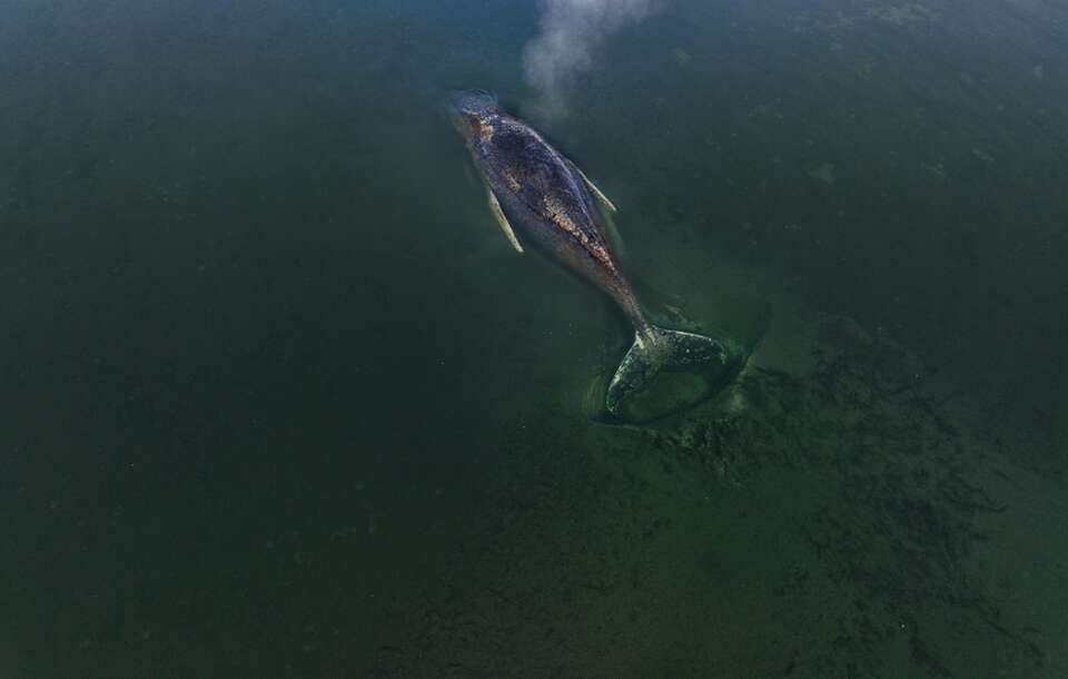 Niemcom nie udało się uratować humbaka / autor: EPA/FLORIAN MANZ / GREENPEACE GERMANY / 