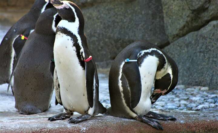 Czy pingwiny z Antarktydy są zagrożone? / autor: Fot. Pixabay