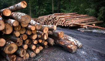 Branża: Eksport drewna większy niż podają Lasy Państwowe