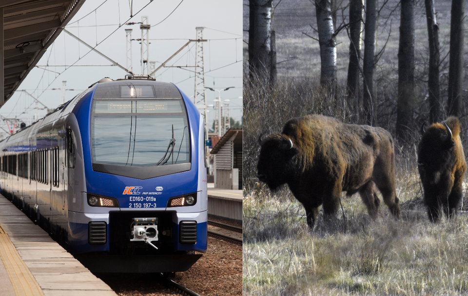 Tragiczne spotkanie na torach! Pociąg zderzył się z żubrami / autor: Fratria/Pixabay/artellliii72