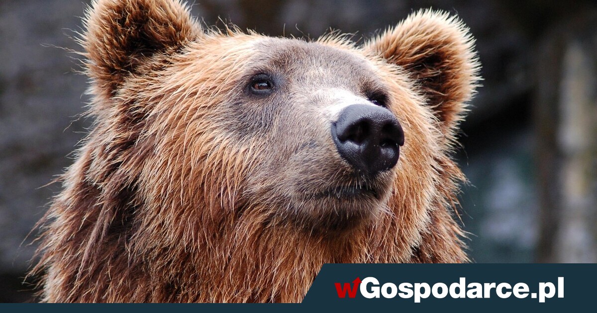 Rzeź niedźwiedzi na Słowacji