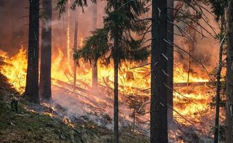 Lasy zaczęły płonąć