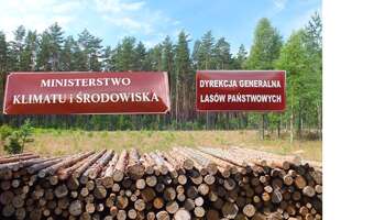 Biznes: resort klimatu dokonuje egzekucji przemysłu drzewnego