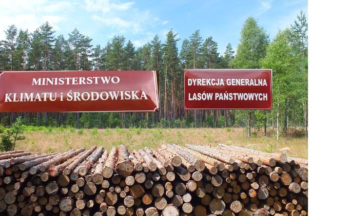 Biznes: Hennig-Kloska dokonuje egzekucji przemysłu drzewnego