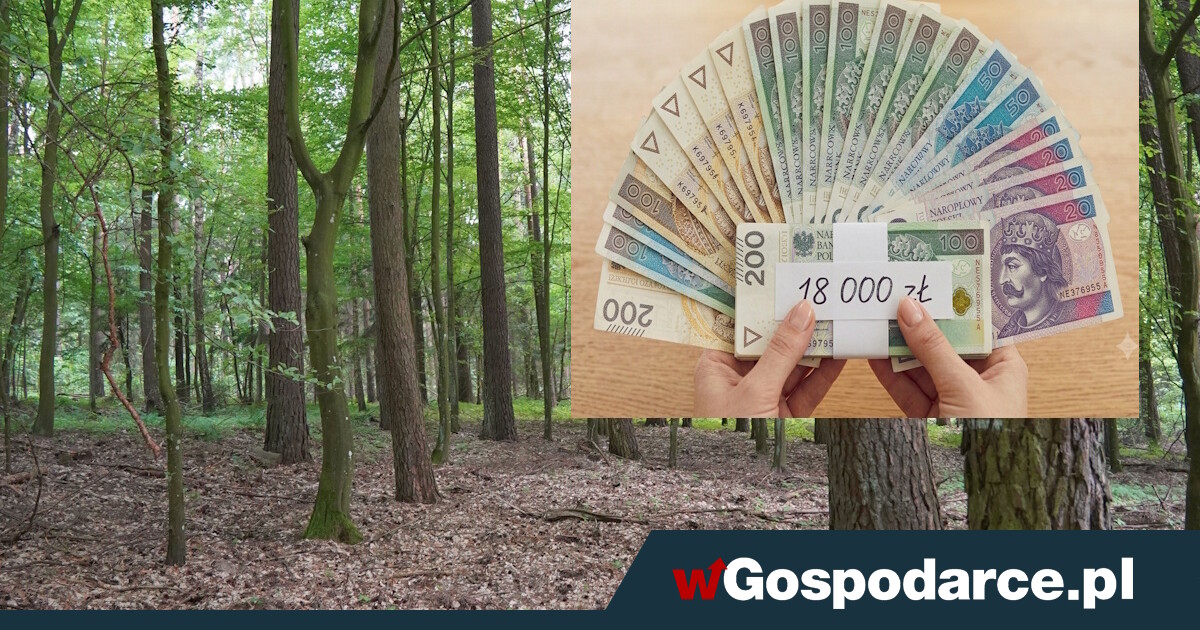 Państwo rozdaje. 18 tys. zł dopłaty na 1ha lasu
