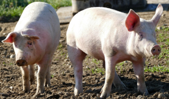 Z powodu ASF w UE zlikwidowano 1,4 mln świń