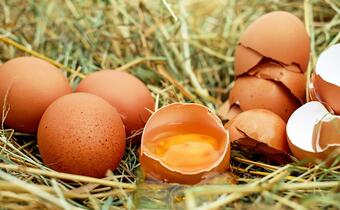 Belgijski minister rolnictwa chce kar dla winnych skandalu ze skażonymi jajami
